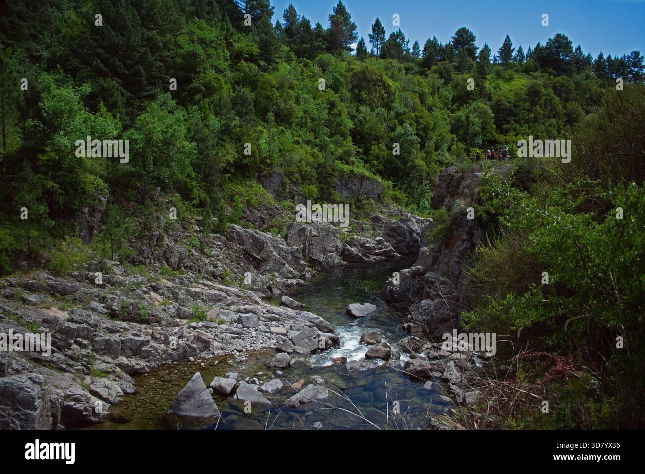 Ampio colpo di un torrente di montagna circondato da rocce, cespugli e alberi. Ripresa alla luce del giorno nel mezzo di una foresta. Foto Stock