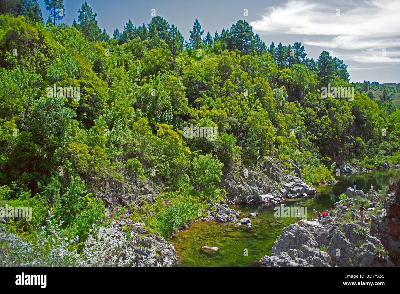 Ampio colpo di un torrente di montagna circondato da rocce, cespugli e alberi. Ripresa alla luce del giorno nel mezzo di una foresta. Foto Stock