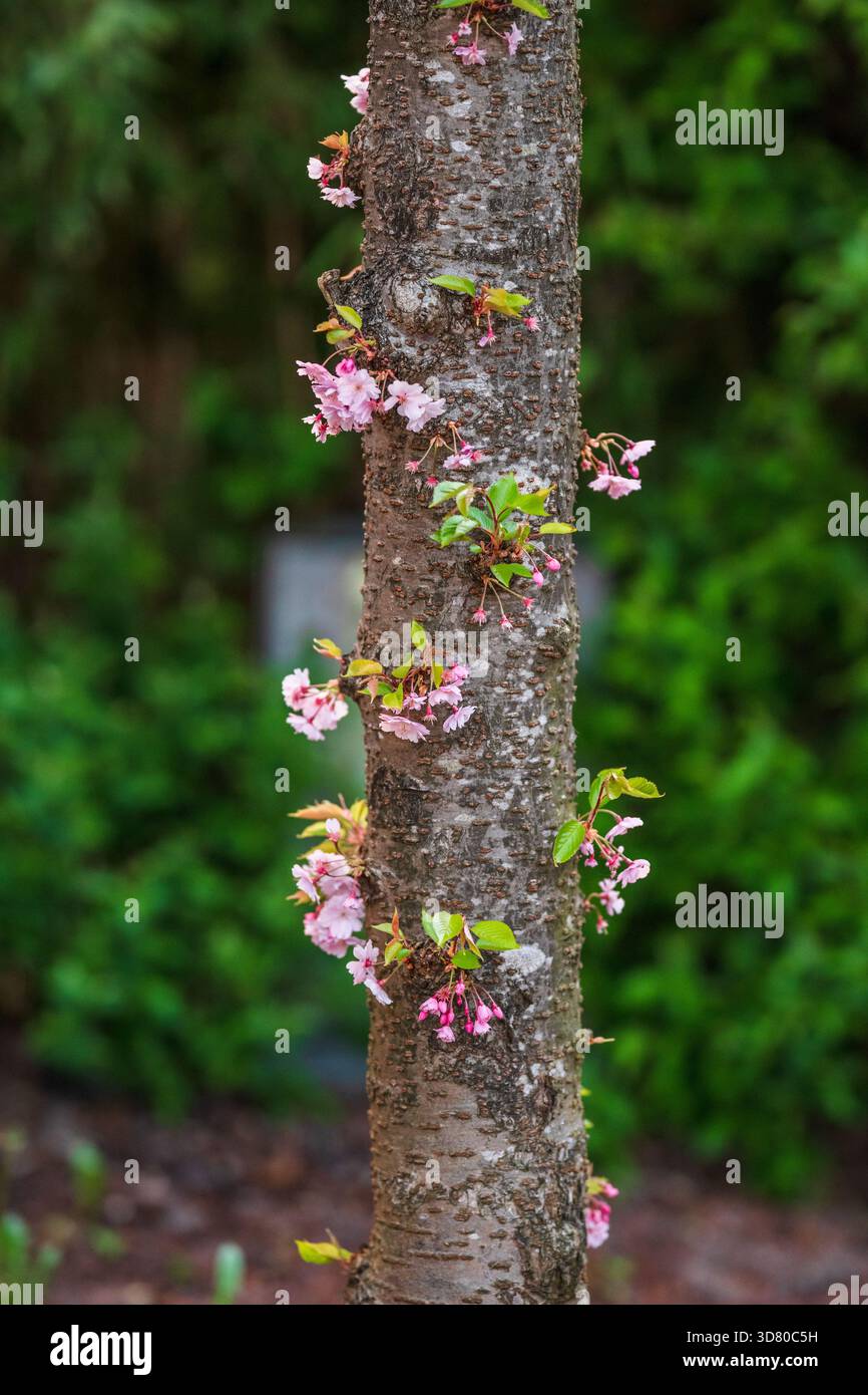 Fiori di ciliegio che crescono direttamente dalla corteccia degli alberi Foto Stock