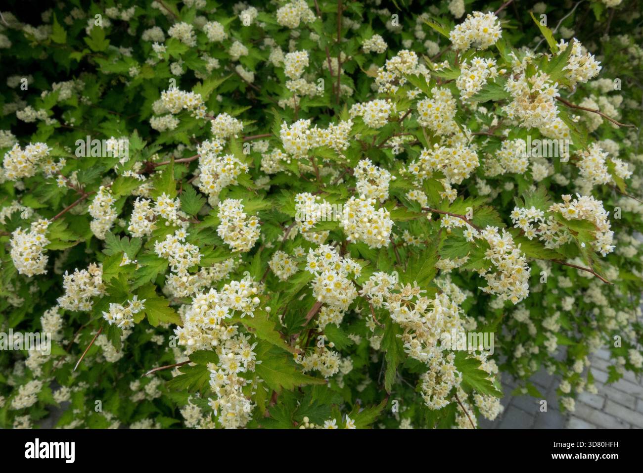 Cutleaf Stephanandra, Lace Shrub, Stephanandra incisa Foto Stock