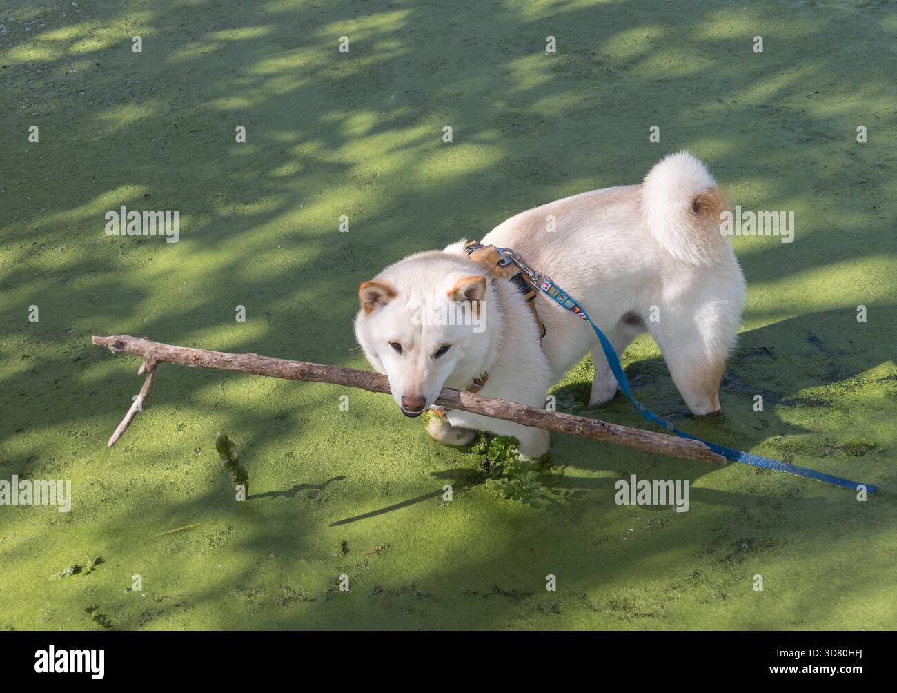 Il cane Shiba Inu bianco e crema che indossa un'imbragatura gioca con un bastoncino nell'acqua coperta da alghe verdi d'erba anatra Foto Stock