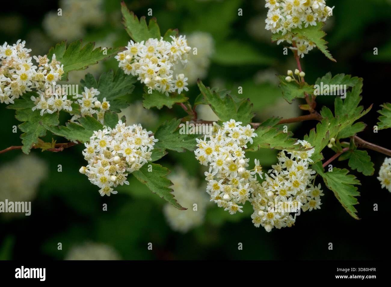 Stephanandra incisa, fiori di arbusto di pizzo Foto Stock
