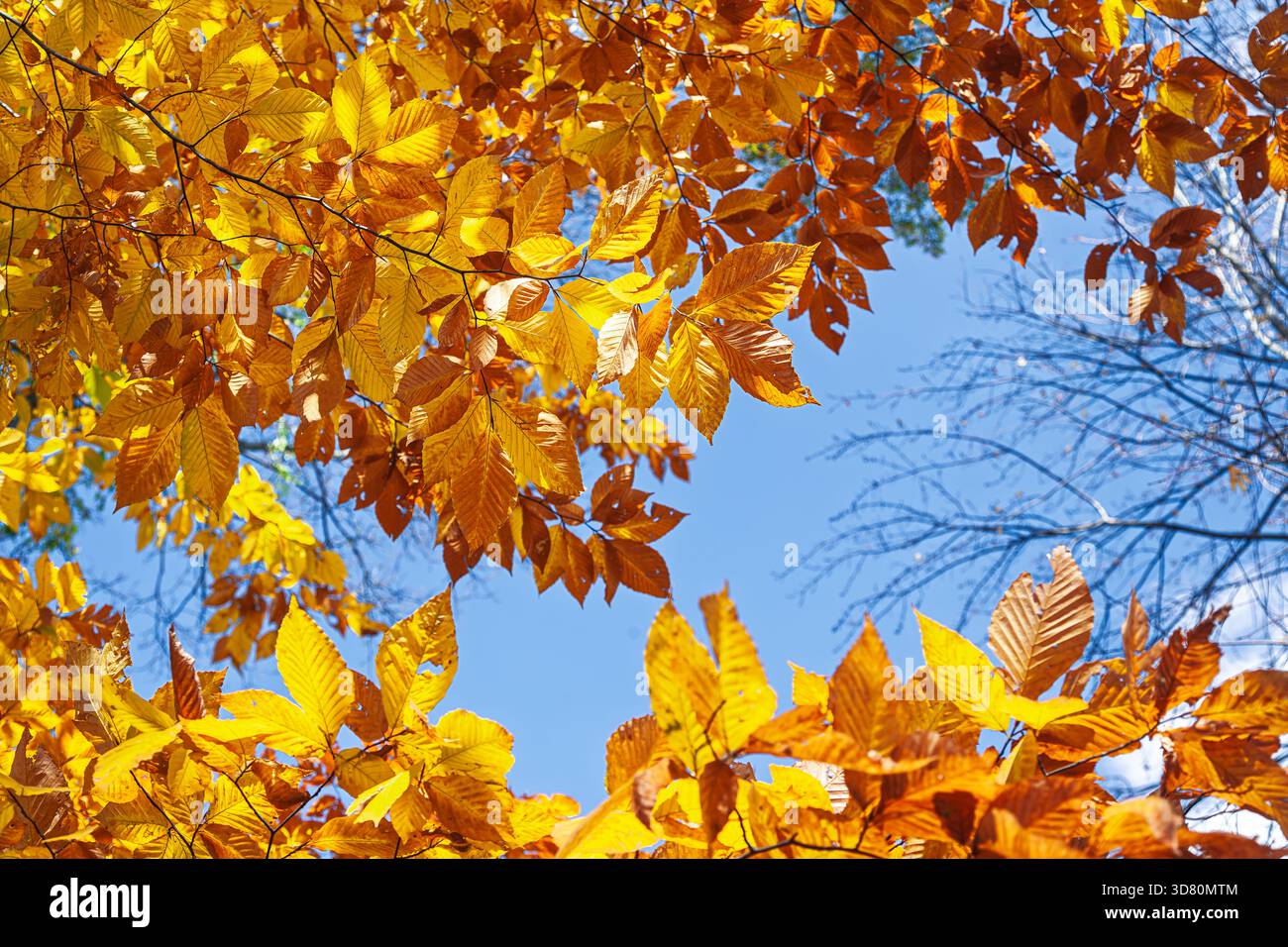 Le foglie di olmo giallo contrastano splendidamente con il cielo azzurro del Connecticut durante la stagione autunnale, mostrando i colori vivaci della natura. Foto Stock