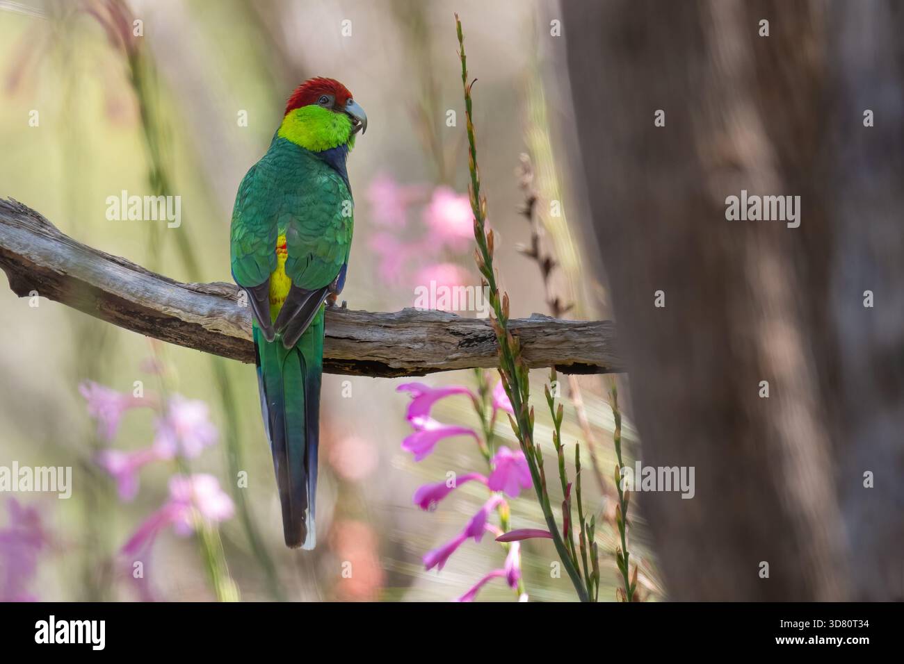 Pappagallo dal tetto rosso (Purpureicephalus spurius) si trova di fronte ai fiori selvatici, sulle colline di Perth. Specie di pappagallo endemico nell'Australia occidentale. Foto Stock