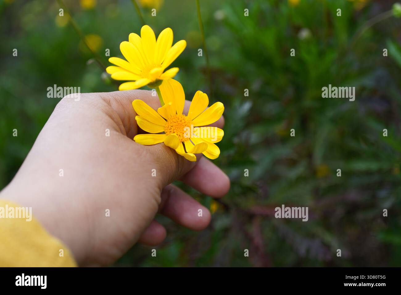 sustainendo una margarita amarilla en su mano Foto Stock