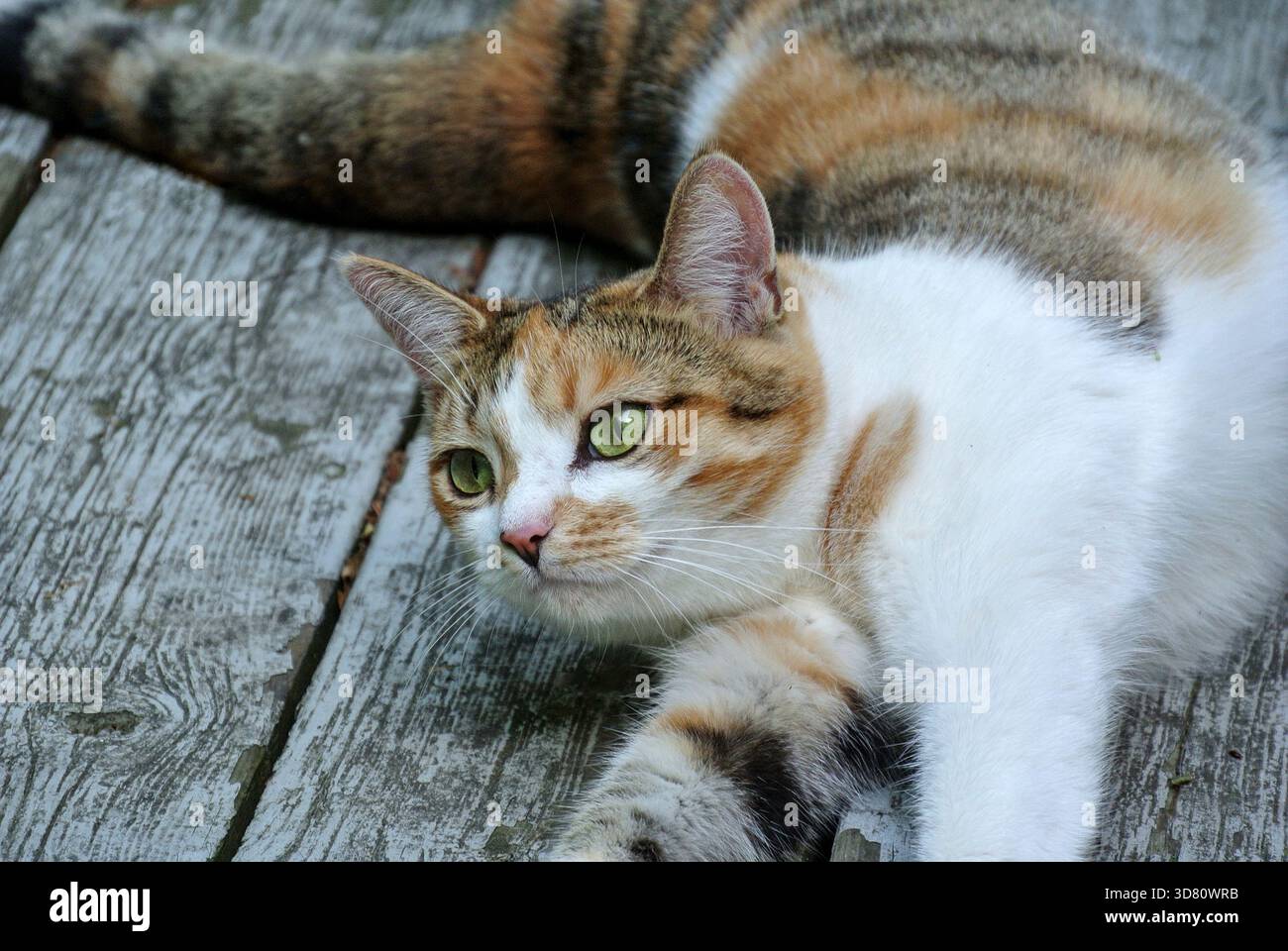 Accogliente Calico Cat che poggia sul ponte in legno intemprato Foto Stock
