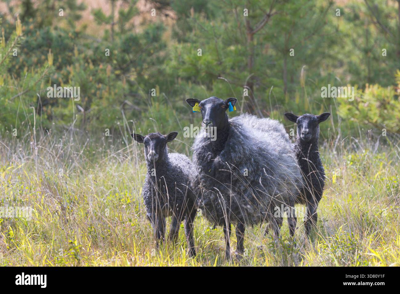Pecore di Gotland, Gotland Pelt, Gotland (Ovis ammon F. aries), tre pecore di Gotland in piedi insieme su erba alta, Svezia, Gotland Foto Stock
