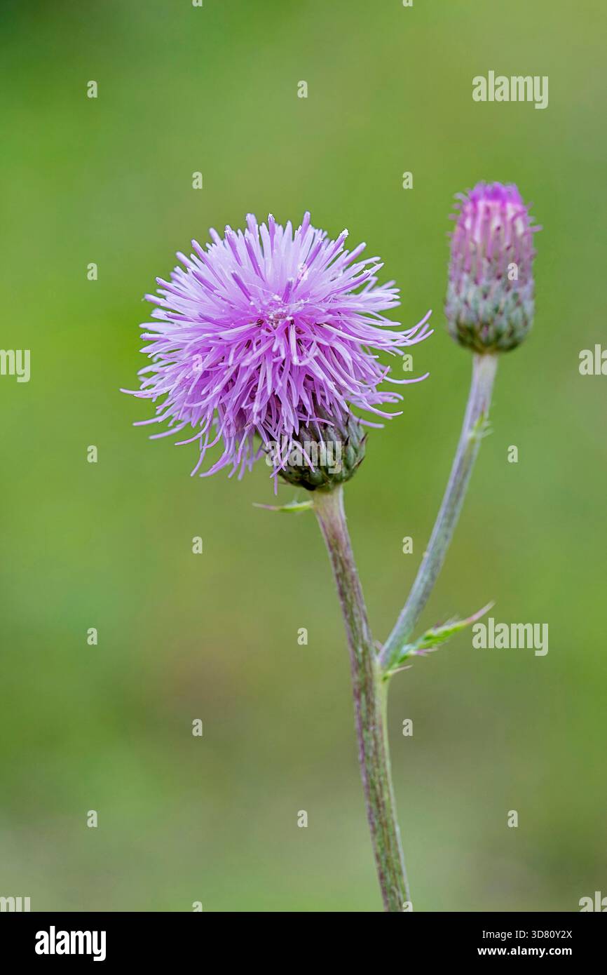 Canada Thistle, rampicante Thistle (Cirsium arvense), fioritura, Germania, Nord Reno-Westfalia Foto Stock