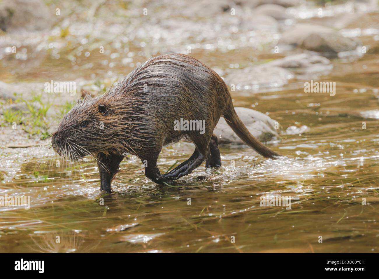 Coypu, nutria (Myocastor coypus), che corre lungo la costa in acqua, Germania Foto Stock