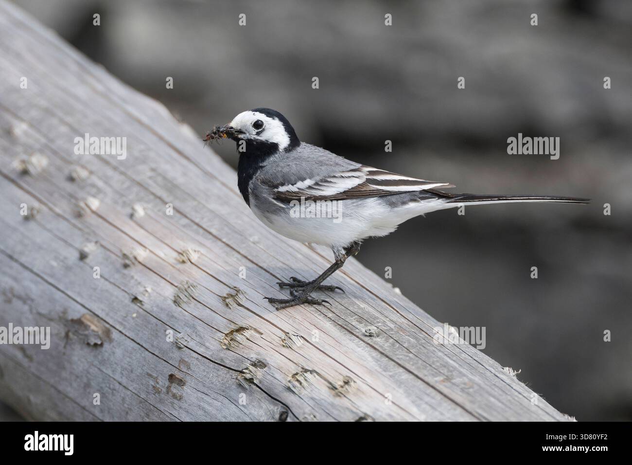 coda di cavallo bianca (Motacilla alba), uomo arroccato su un palo di legno con cibo nel becco, Svezia, Gotland Foto Stock