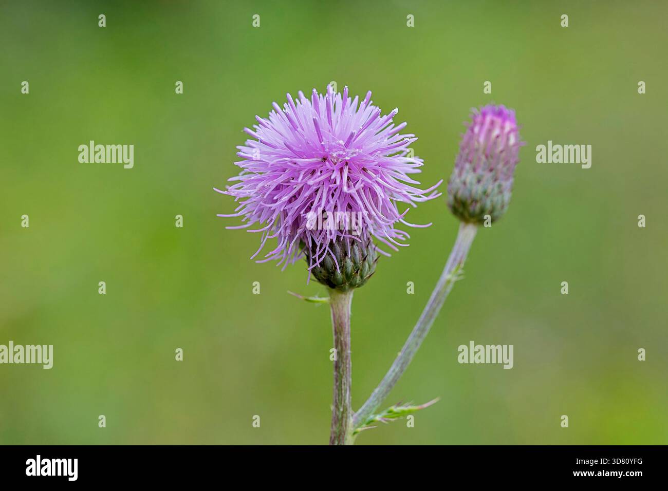 Canada Thistle, rampicante Thistle (Cirsium arvense), fioritura, Germania, Nord Reno-Westfalia Foto Stock
