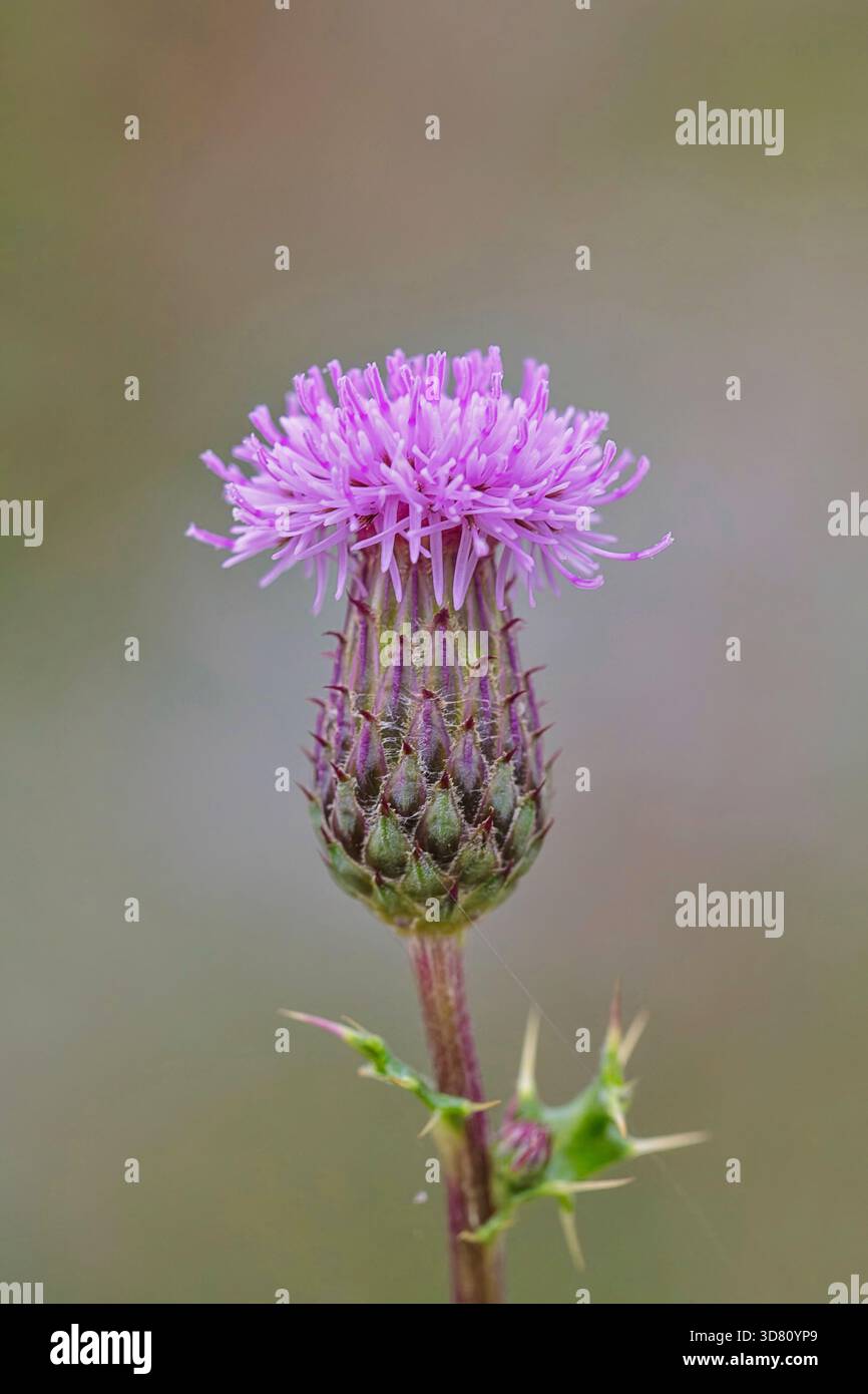 Canada Thistle, rampicante Thistle (Cirsium arvense), fioritura, Germania, Nord Reno-Westfalia Foto Stock
