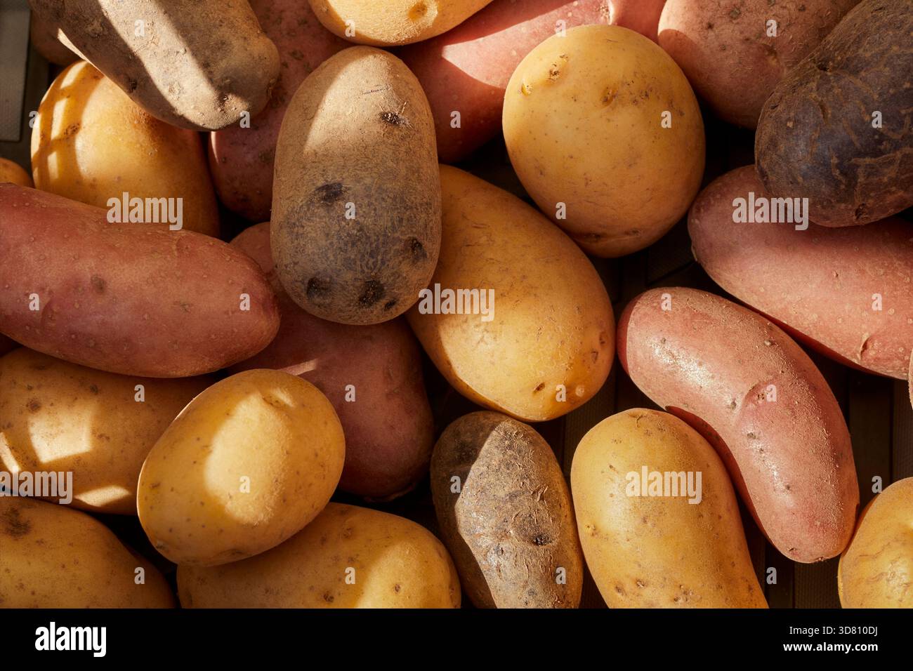 Un cestino di patate tra cui varietà gialle, viola e bianche in un mercato agricolo in Piemonte, Italia Foto Stock