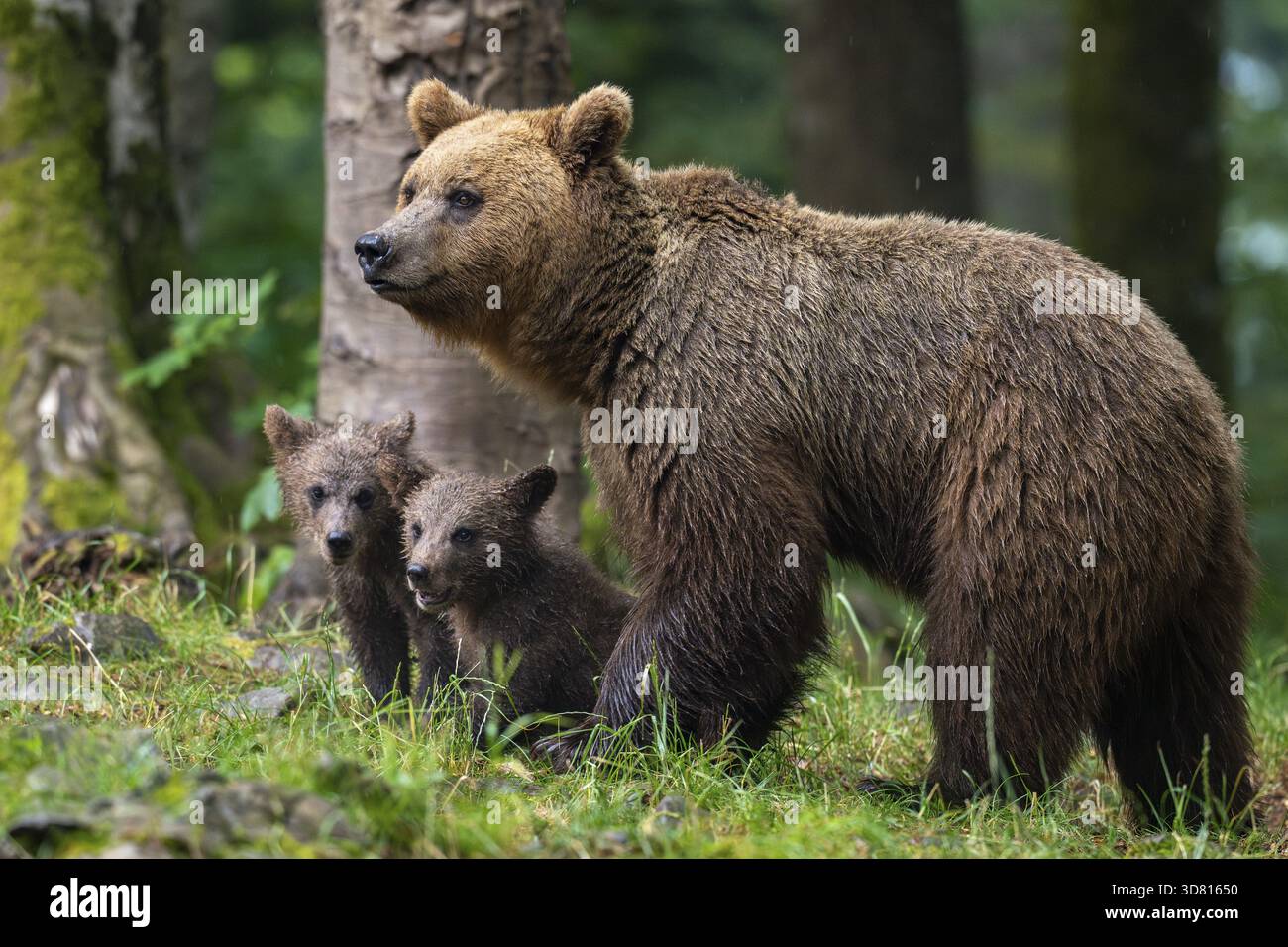 Orso bruno europeo (Ursus arctos arctos), madre con due cuccioli, nella foresta, regione di Notranjska, Slovenia Foto Stock