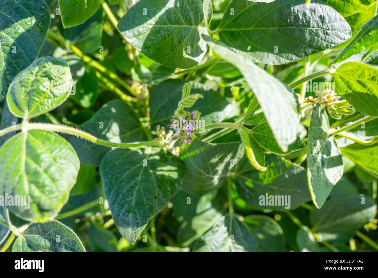 Primo piano dettagliato dei delicati piccoli fiori viola su una pianta di soia in fiore (Glycine max). Fase importante per l'agricoltura, la resa delle colture, le proteine Foto Stock