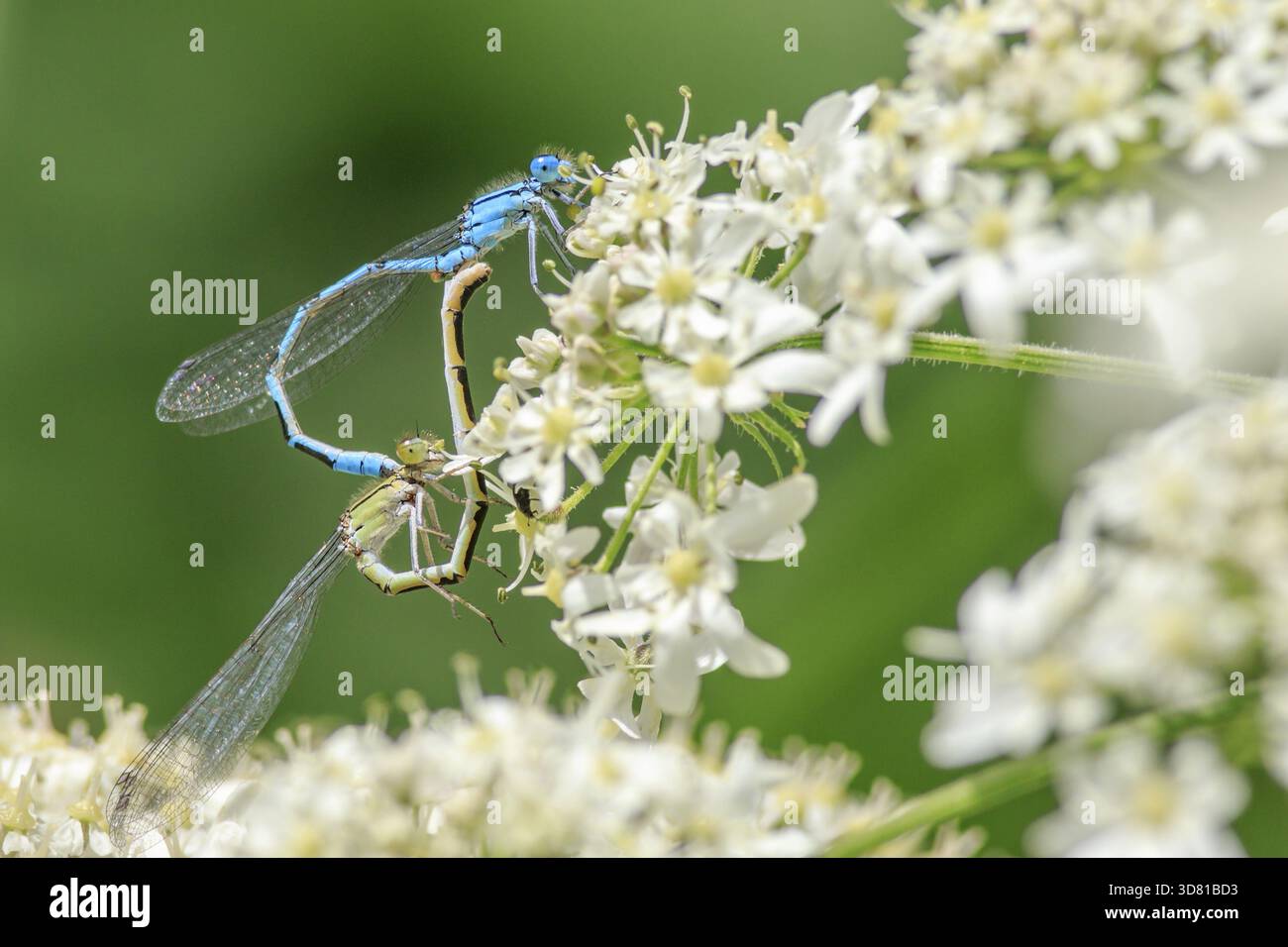 Una coppia di blu Damselflies coniugata Foto Stock