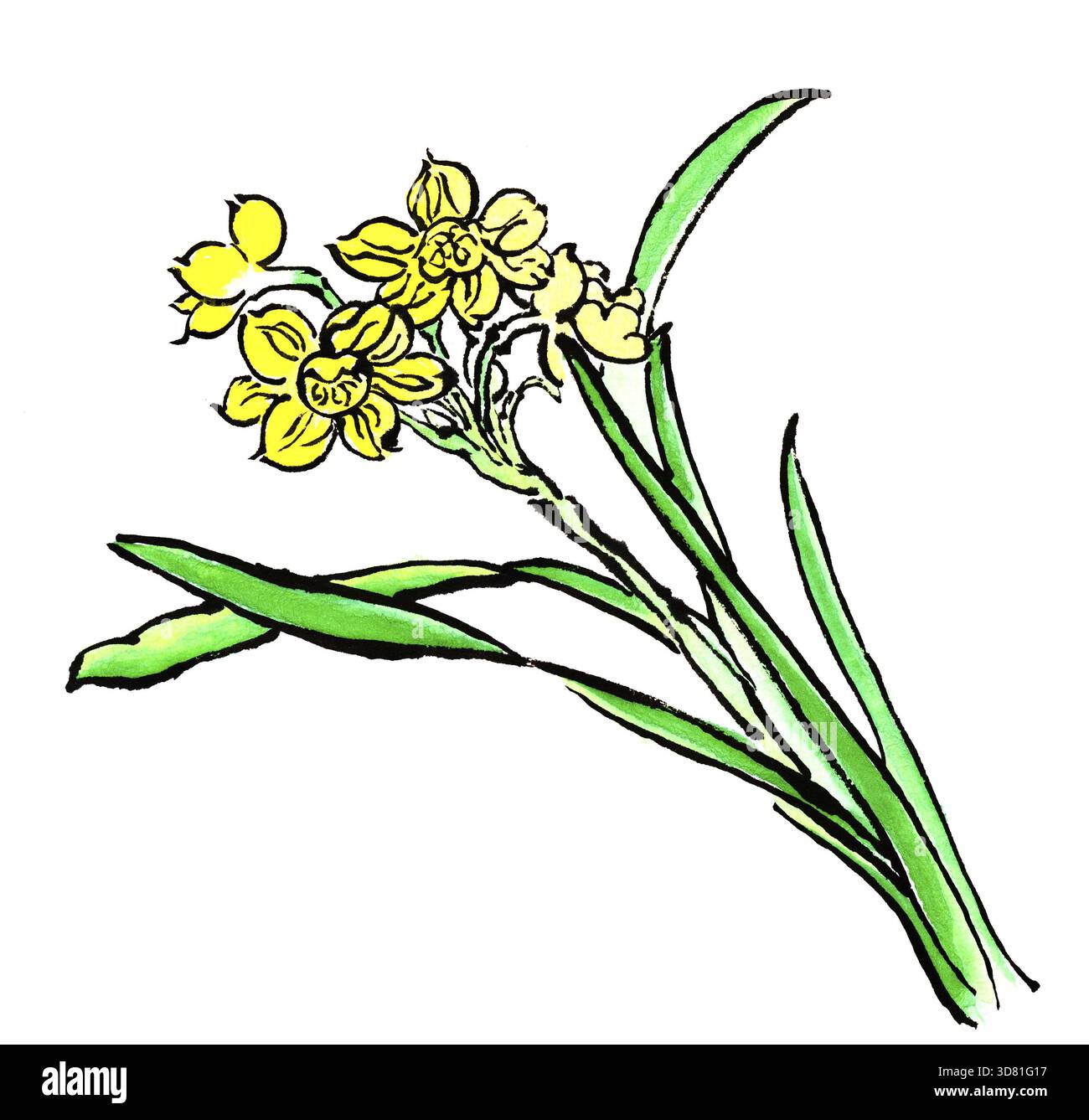 Pittura cinese a inchiostro di crisantemo da giardino su sfondo bianco Foto Stock