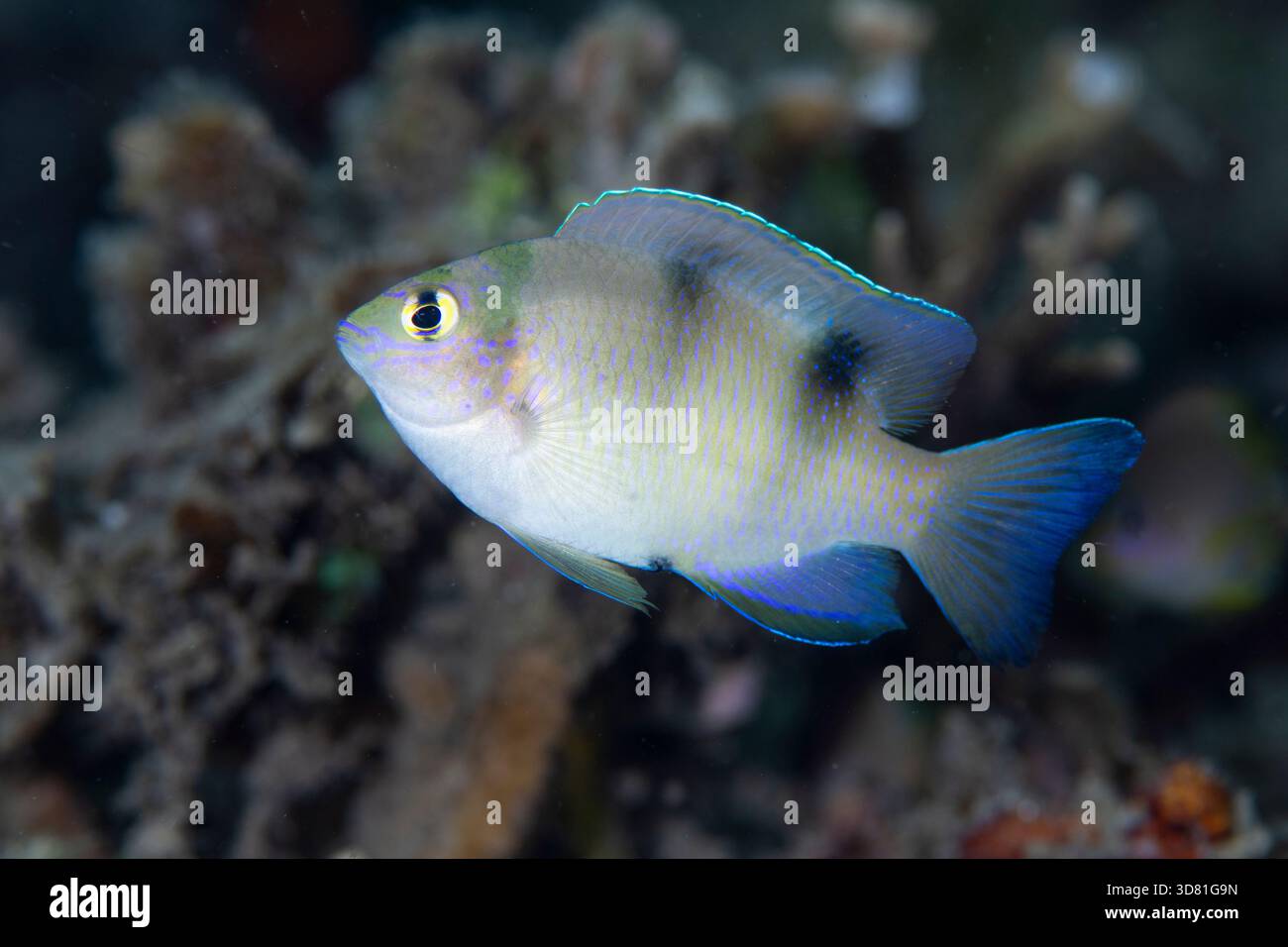 Damigella bianca, Dischistodus perspicillatus, stretto di Lembeh, Sulawesi settentrionale, Indonesia, oceano Pacifico Foto Stock