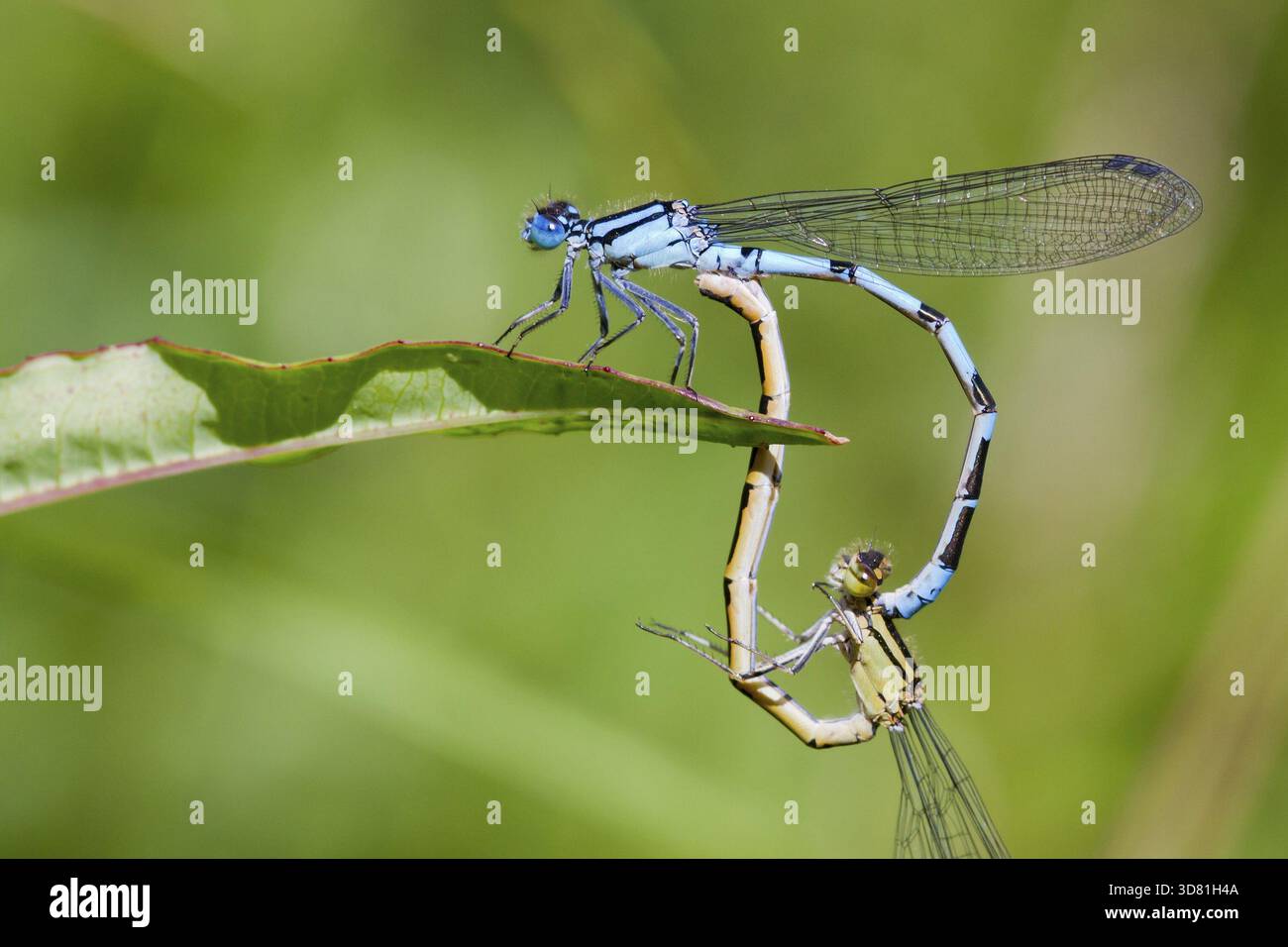 Comune Damselflies blu arroccato su una foglia di allevamento Foto Stock