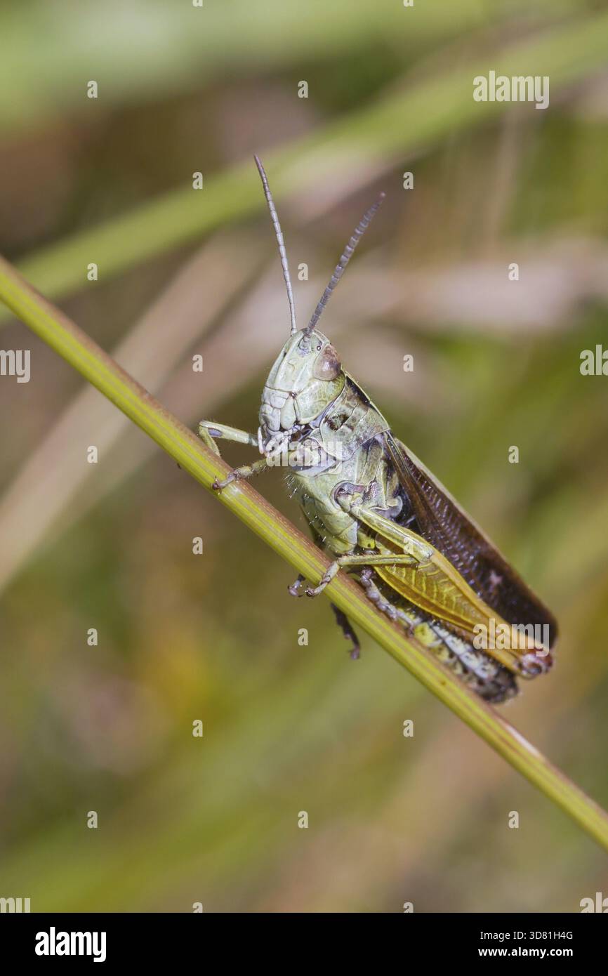 Grasshopper appollaiato su un gambo di erba closeup Foto Stock