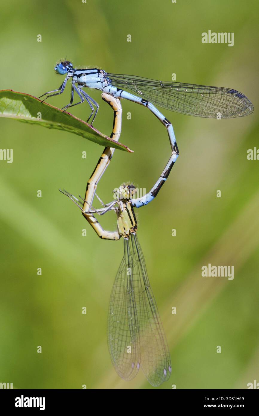 Comune Damselflies blu arroccato su una foglia di allevamento Foto Stock