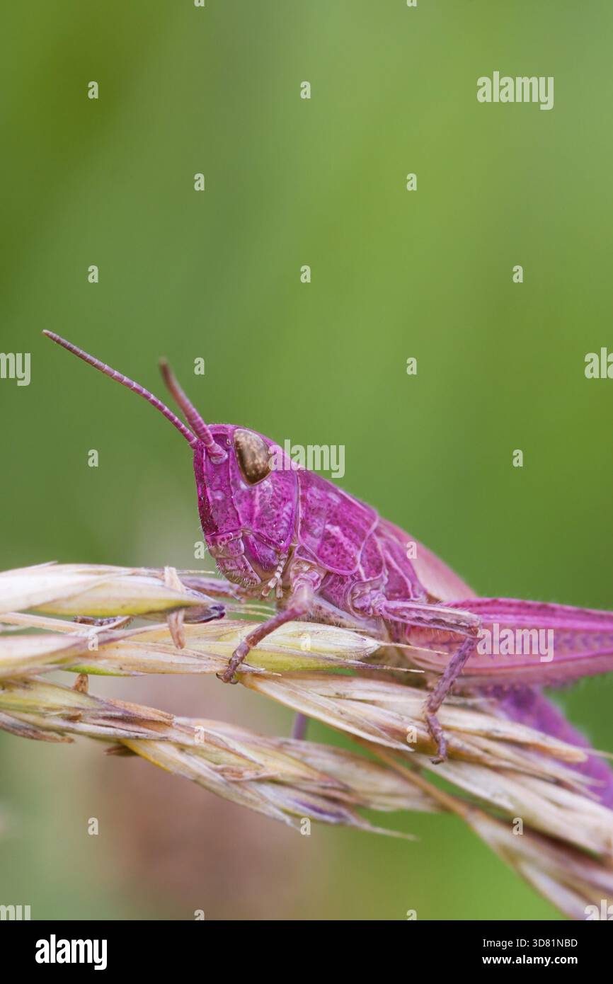 Rosa Grasshopper appollaiato su un gambo di erba closeup Foto Stock