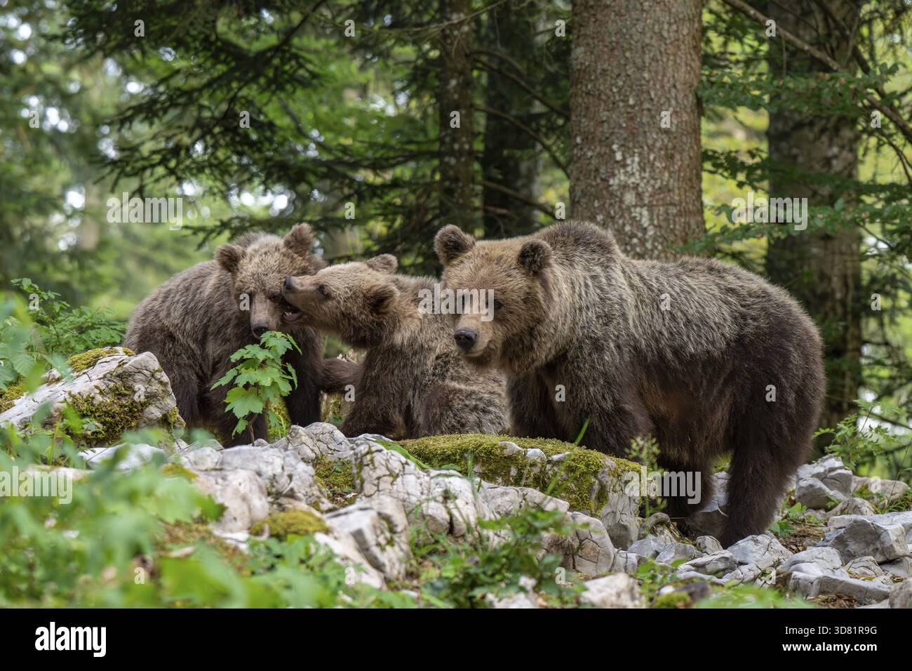 Orso bruno europeo (Ursus arctos arctos), madre con due cuccioli, nella foresta, regione di Dolenjska, Slovenia Foto Stock