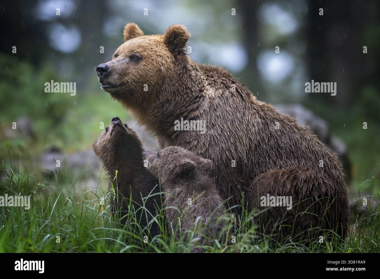 Orso bruno europeo (Ursus arctos arctos), madre con due cuccioli, nella foresta, regione di Notranjska, Slovenia Foto Stock
