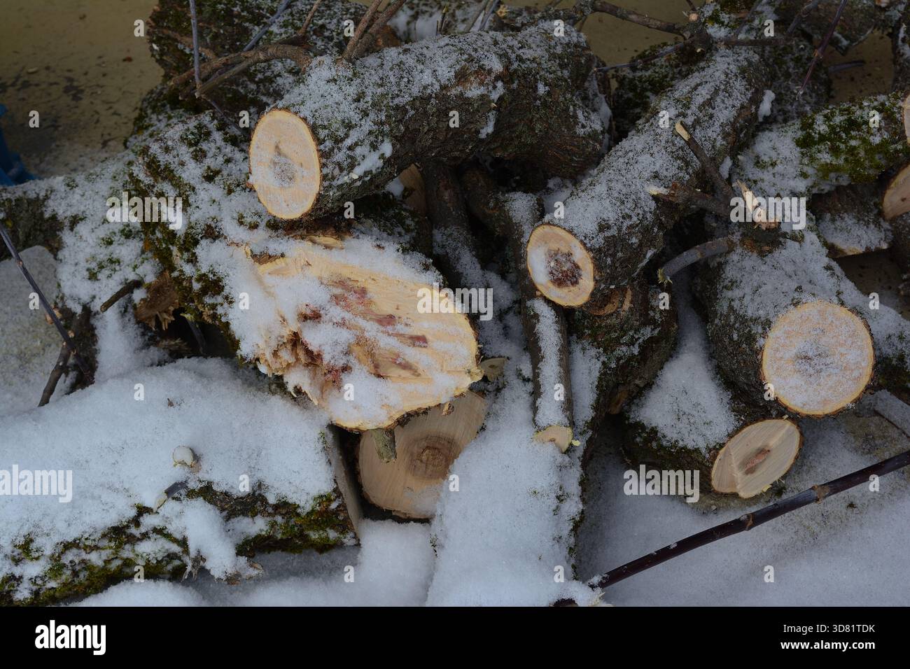 Mucchio di tronchi di legno appena tagliati spolverati di neve Foto Stock
