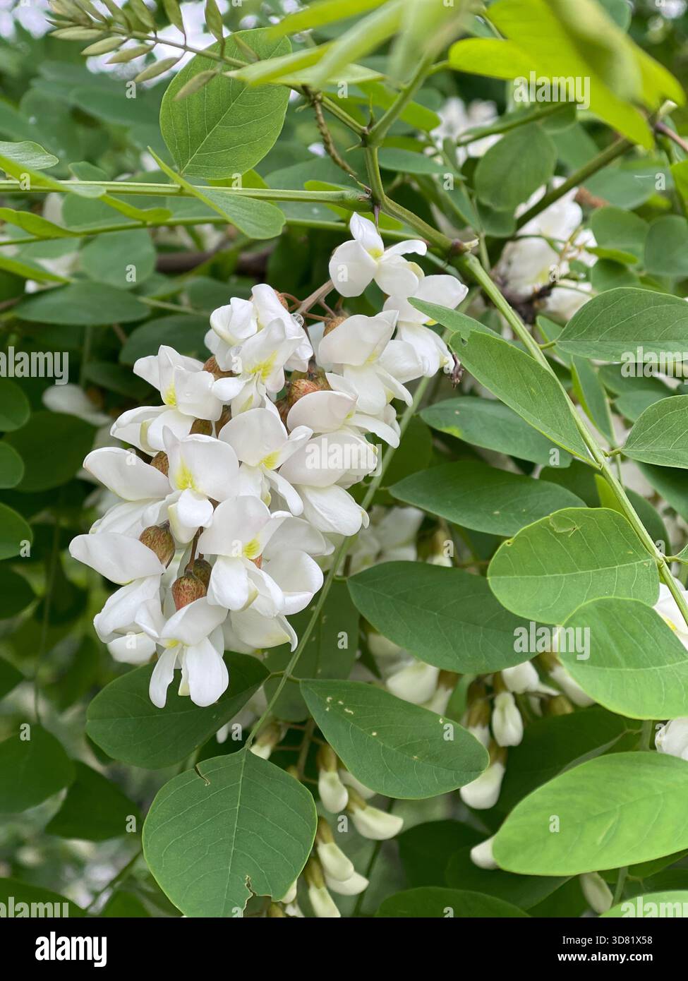 Central Park è adornato dalle delicate fioriture di Locust nere. Foto Stock