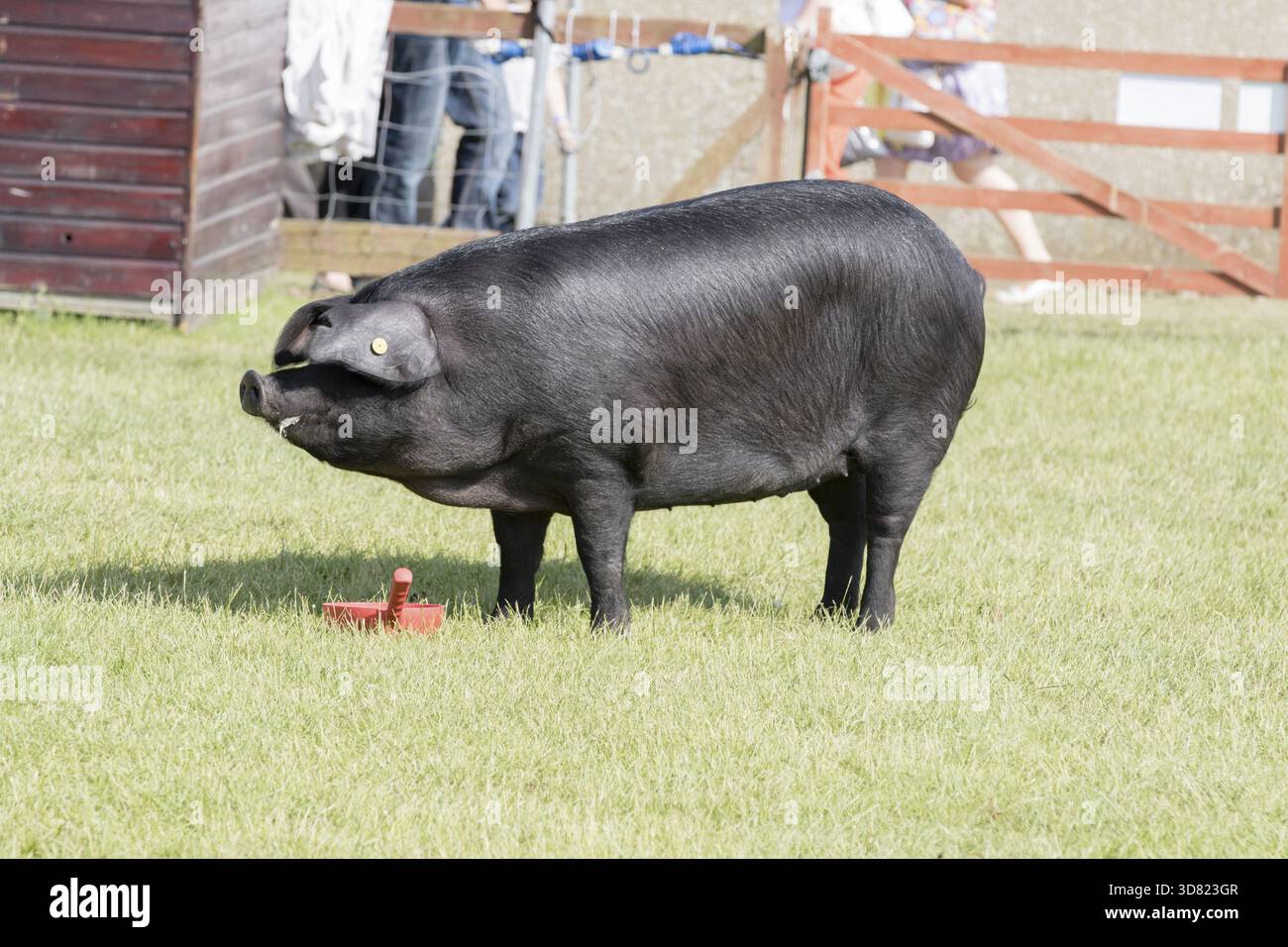 Harrogate, North Yorkshire, Regno Unito. 15 luglio, il maiale viene giudicato al Great Yorkshire Show 15 luglio 2015 ad Harrogate nel North Yorkshire, Inghilterra, Unit Foto Stock
