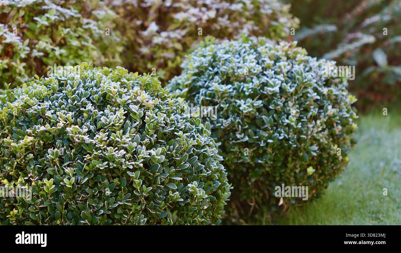 Due cespugli sferici di bosso e il prato circostante sono leggermente ricoperti da una fresca gelata mattutina, suggerendo l'arrivo del primo inverno o di un freddo Foto Stock