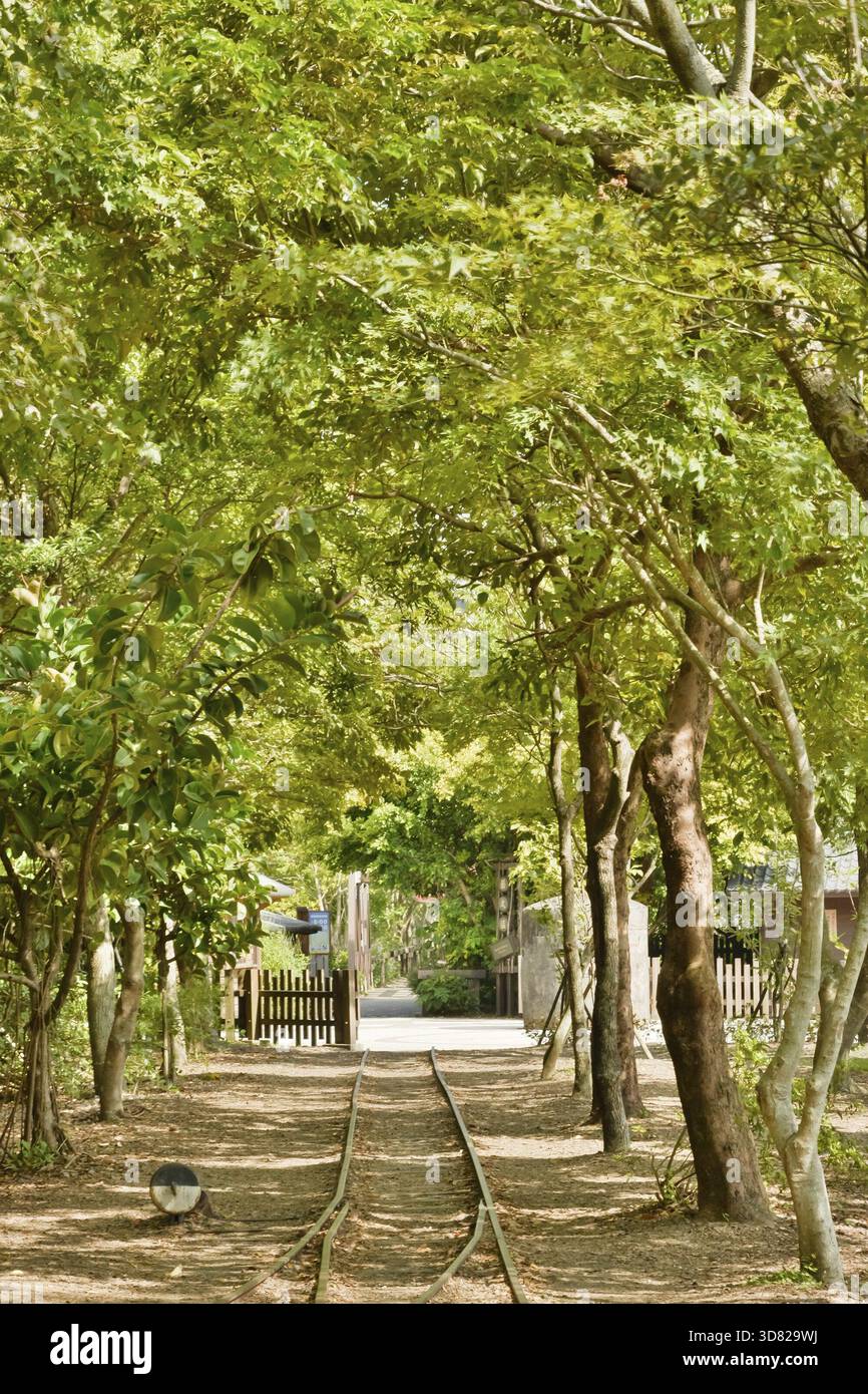 Foresta con ferrovia, girato al Luodong Forestry Culture Garden, Yilan, Taiwan, Asia Foto Stock