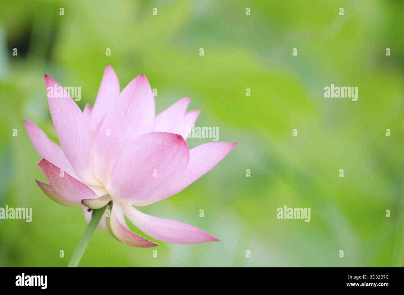 Fiore di loto nella fattoria di giorno Foto Stock