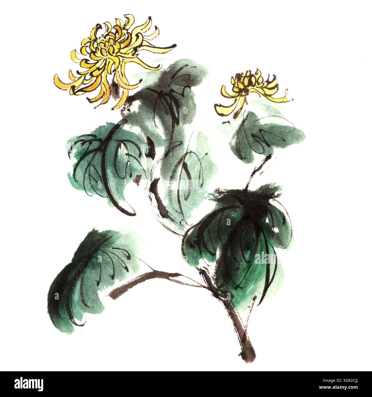 Pittura cinese a inchiostro di crisantemo da giardino su sfondo bianco Foto Stock