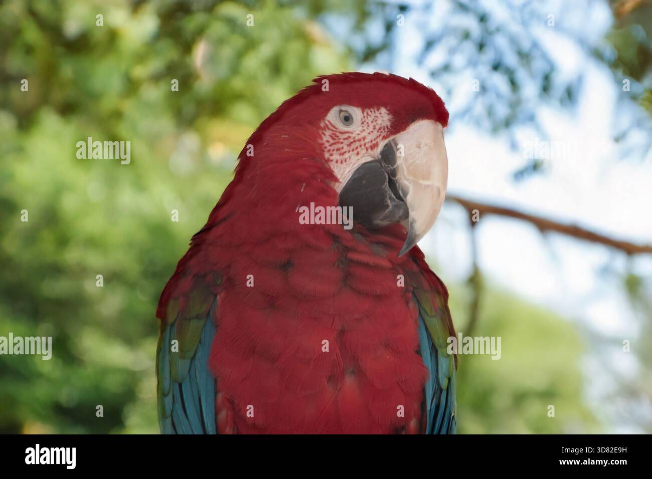 l'ara rossa e verde è appollaiata su un ramo Foto Stock
