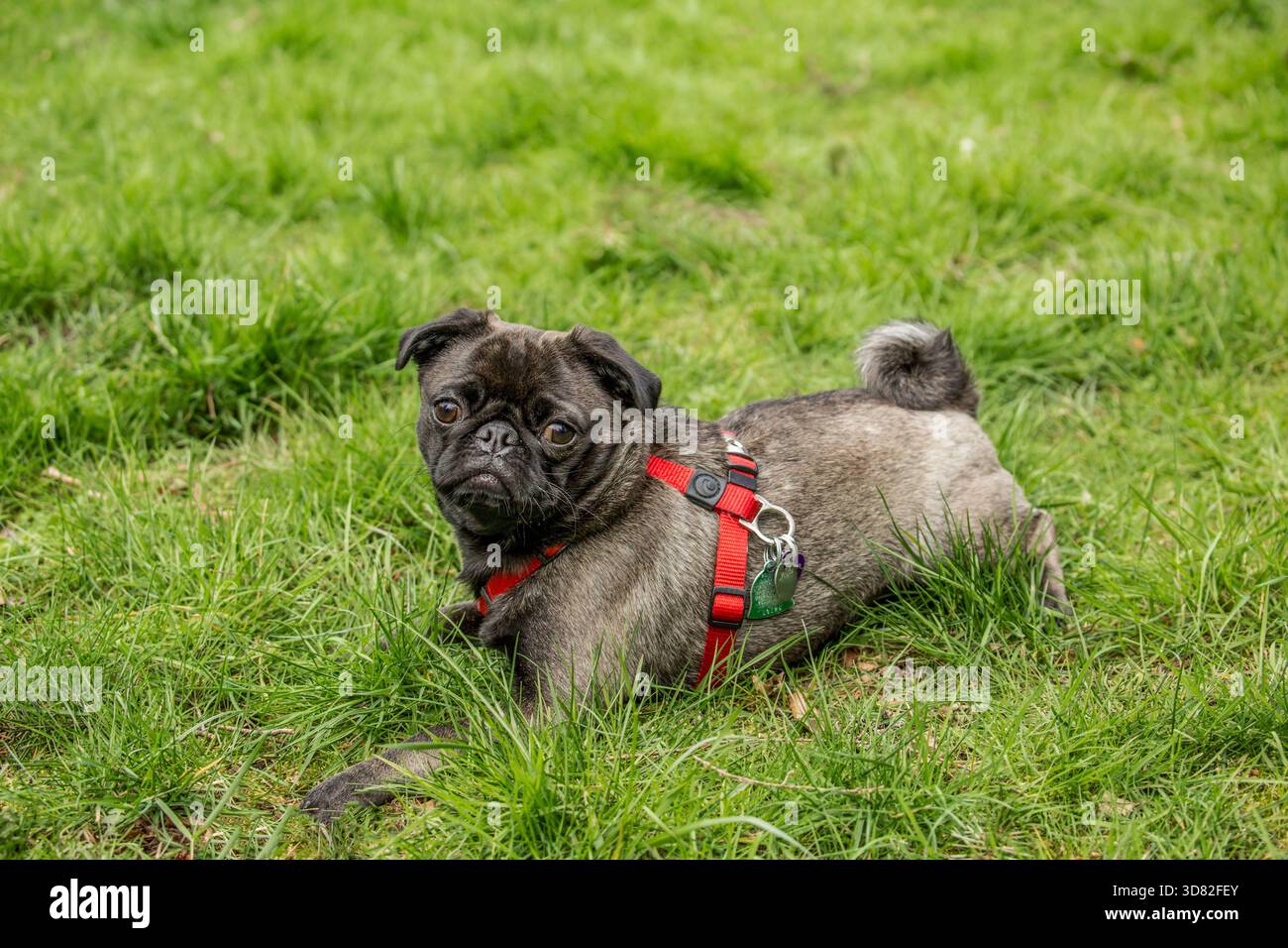 Issaquah, Washington, Stati Uniti. Olive, il Pug, che riposa nell'erba dopo una giostra. (PR) Foto Stock
