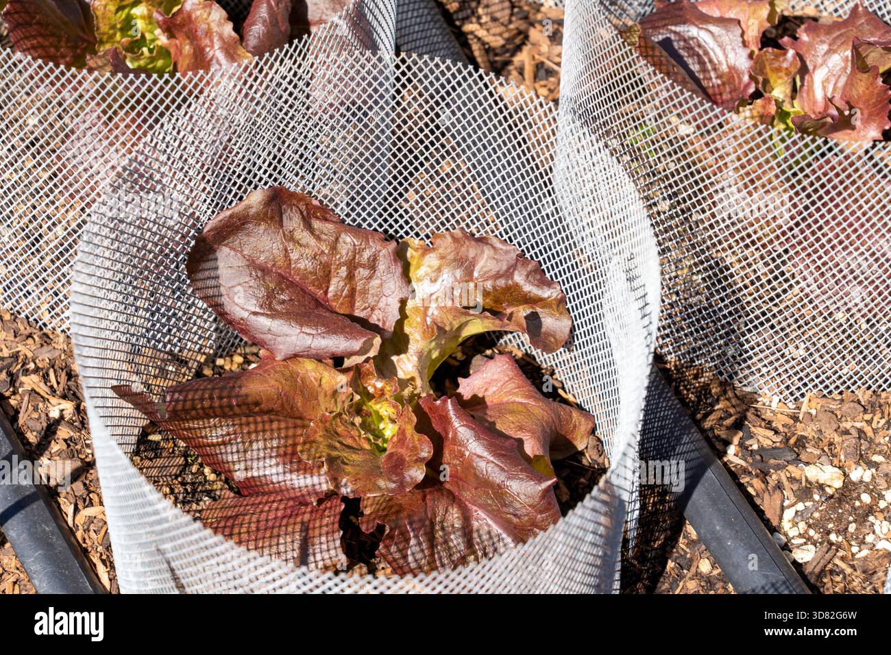 Issaquah, Washington, Stati Uniti. Red Sails Lettuce con filo che lo circonda per evitare che le lumache e altri critters lo mangiino. Foto Stock