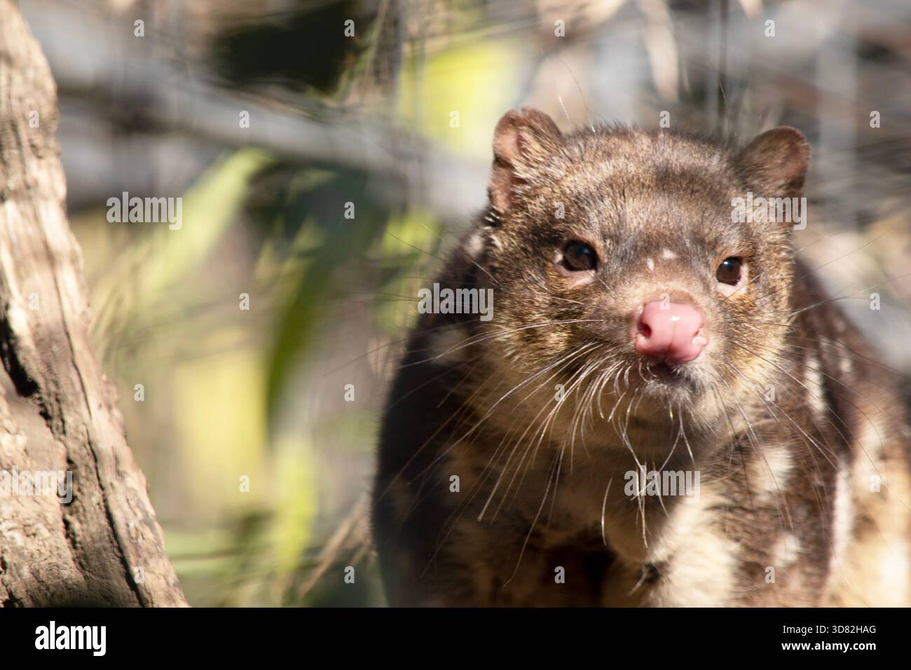 I Quoll dalla coda maculata sono marsupiali che hanno una pelliccia dal rosso intenso al marrone scuro e ricoperti da macchie bianche sul retro che continuano lungo la coda. Foto Stock