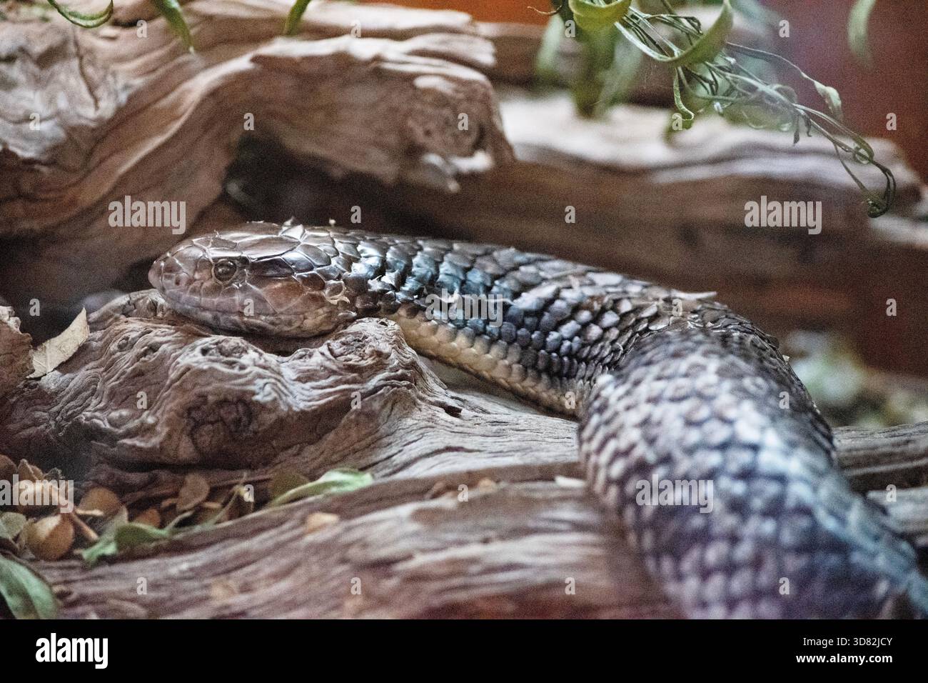 Il serpente tigre è un serpente grande e altamente velenoso dell’Australia meridionale, Foto Stock