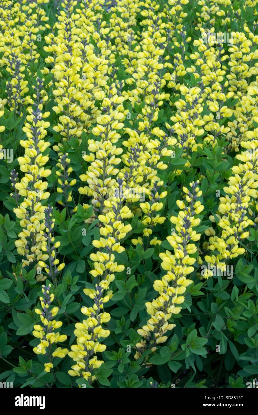 Baptisia 'Lemon Meringue' Fiori gialli pallidi Foto Stock