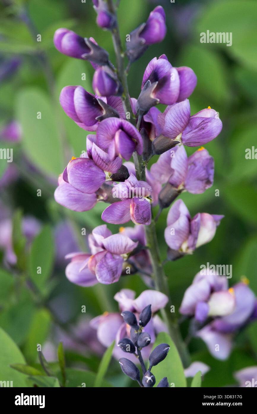 Baptisia 'Brown Kat' Baptisia Flower Foto Stock