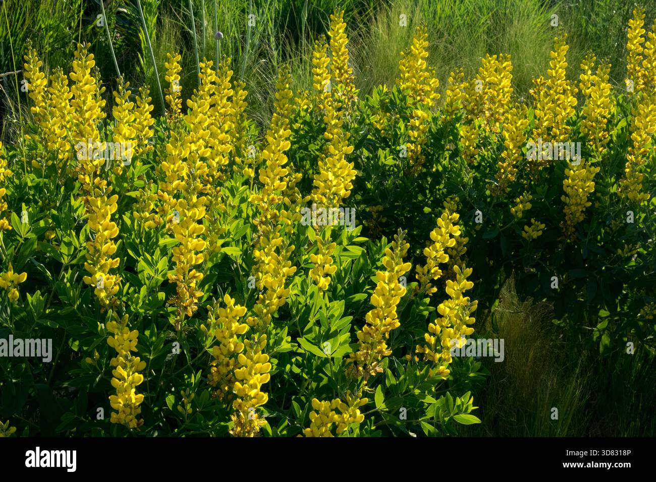 Baptisia 'Caramel' Yelow Baptisia fiori, una pianta impressionante produce ammassi di fiori Foto Stock