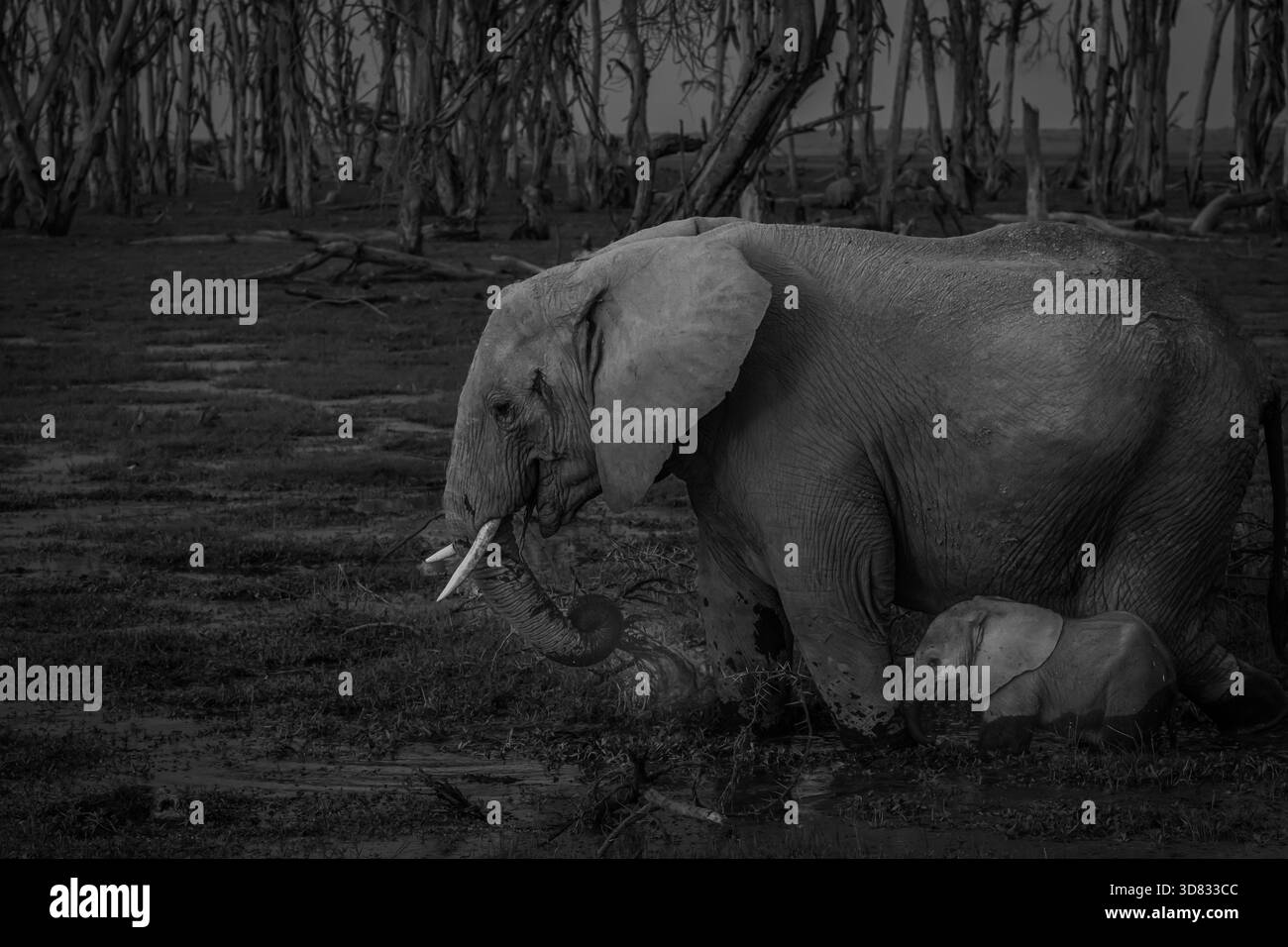 Un elefante africano selvaggio con bambino sta cercando cibo in questa palude ad Amboseli. Gli alberi morti formano uno sfondo formidabile. Foto Stock