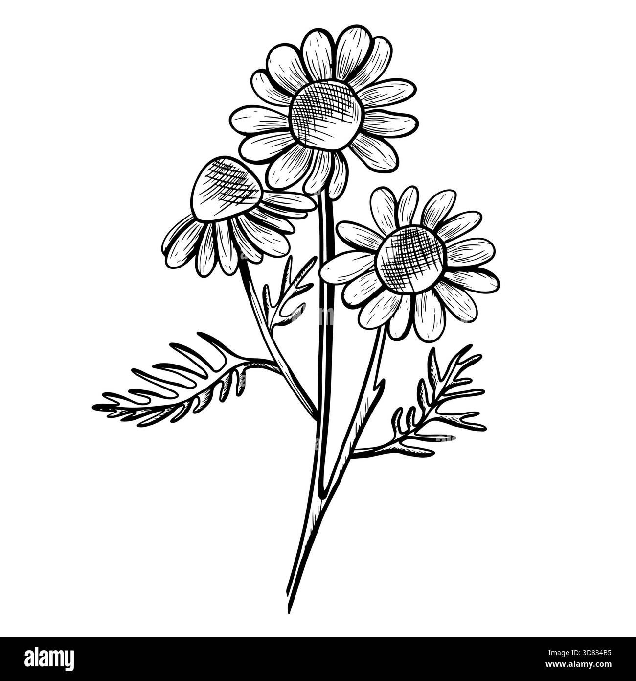 Illustrazione vettoriale di tre fiori di camomilla in fiore con steli e foglie. Icona disegnata a mano in stile incisione botanica. Schizzo naturale di un cha Foto Stock