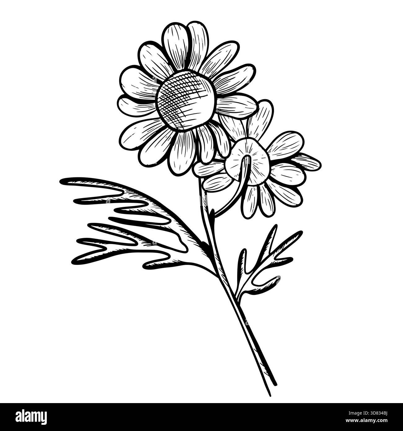 Illustrazione vettoriale di fiori di camomilla da diverse angolazioni, con steli e foglie. Icona disegnata a mano in stile incisione botanica. Schizzo naturale Foto Stock