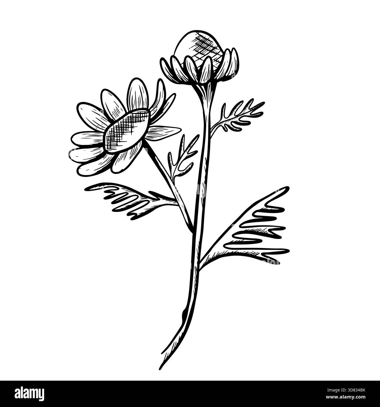 Illustrazione vettoriale di una camomilla in fiore e sbiadita con steli e foglie. Icona disegnata a mano in stile incisione botanica. Schizzo naturale di un cham Foto Stock