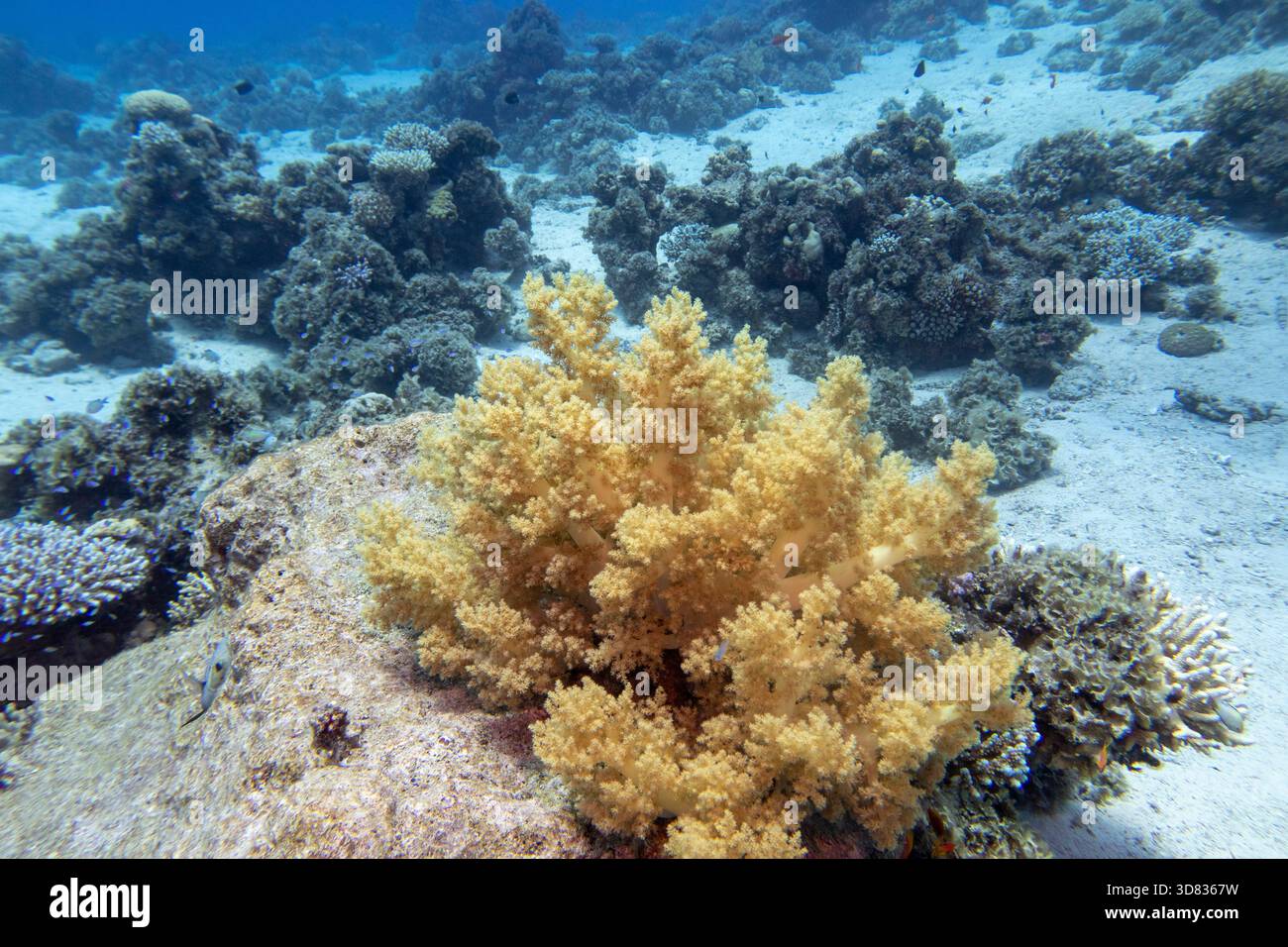 Barriera corallina colorata e pittoresca in fondo al mare tropicale, corallo giallo broccoli, paesaggio subacqueo Foto Stock