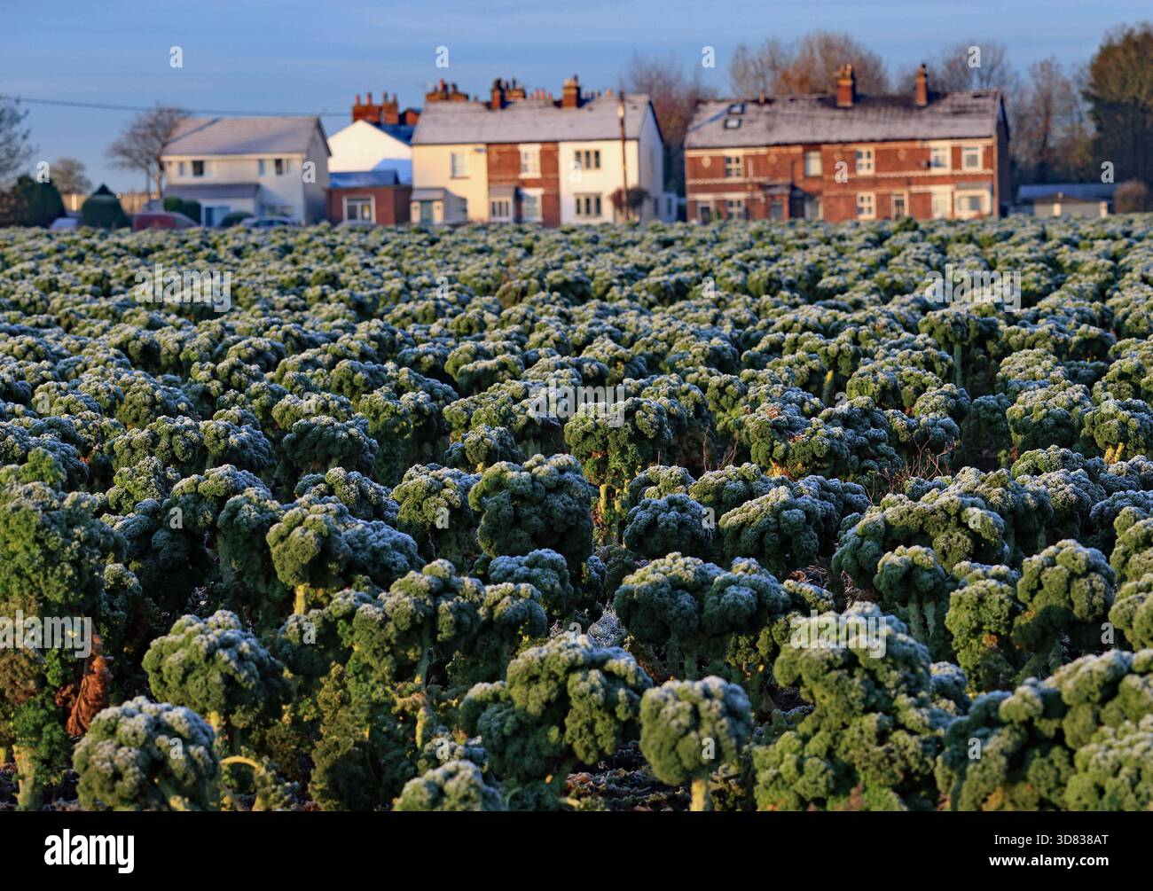 CW 9328 Frosty Kale a New Lane 26.11.2025 una brina notturna ha lasciato il raccolto di cavoli con una polvere bianca davanti ai cottage di New Lane vicino B. Foto Stock