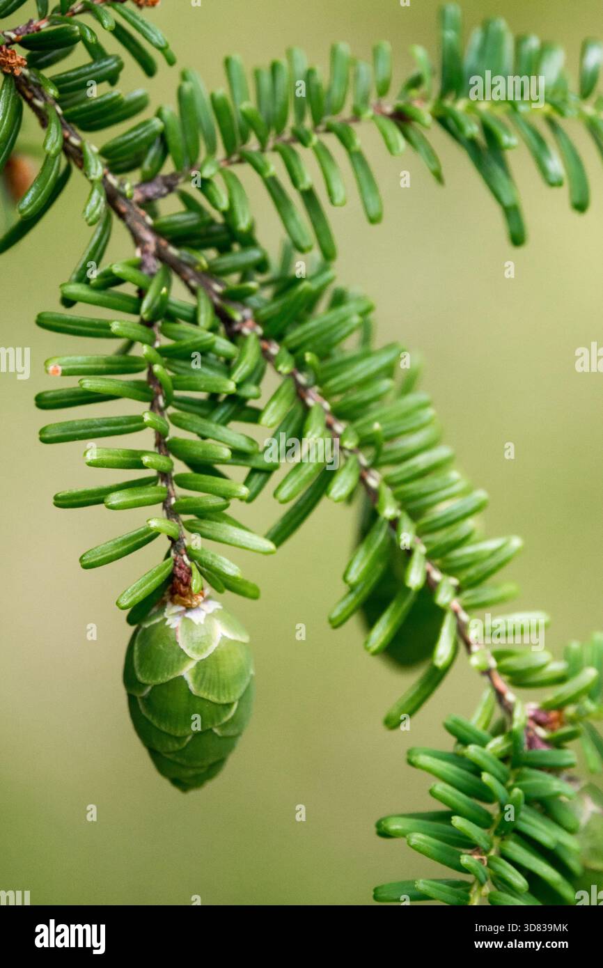 Cono Tsuga diversifolia, cono Hemlock Tsuga del Giappone settentrionale Foto Stock